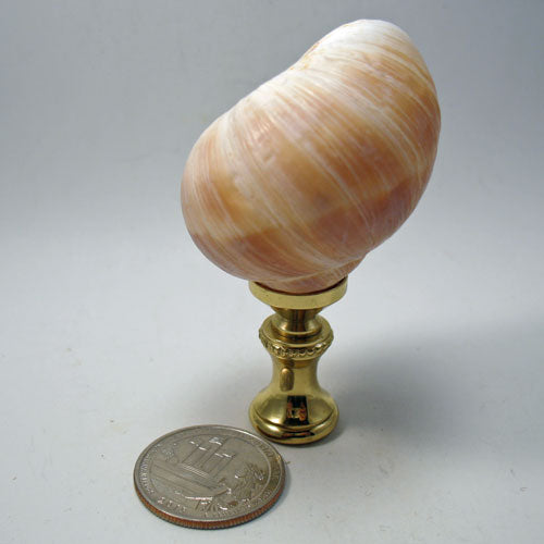 Shells Finials Natural Shell Lamp Finial – LampFinials.com